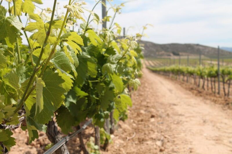 alicante-guided-tour-of-local-winery-wine-tasting