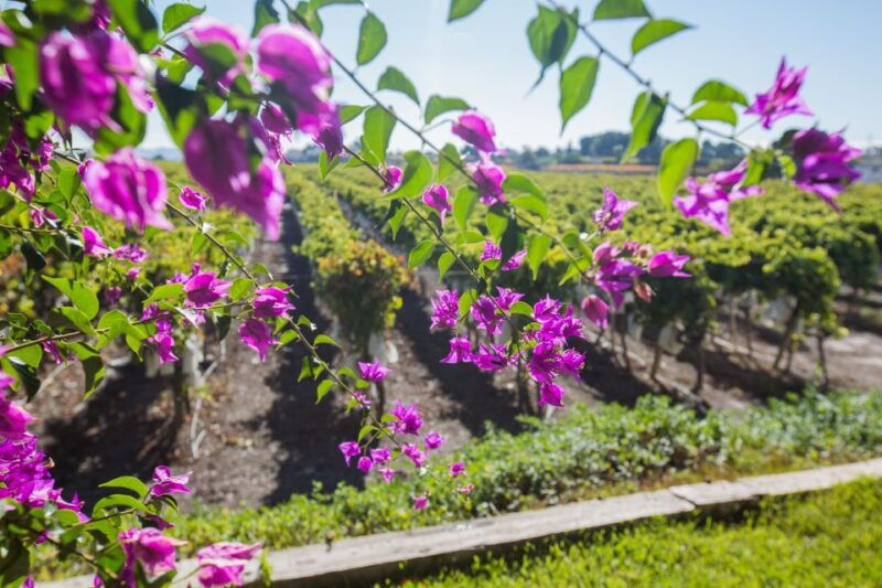 alicante-guided-tour-of-local-winery-wine-tasting