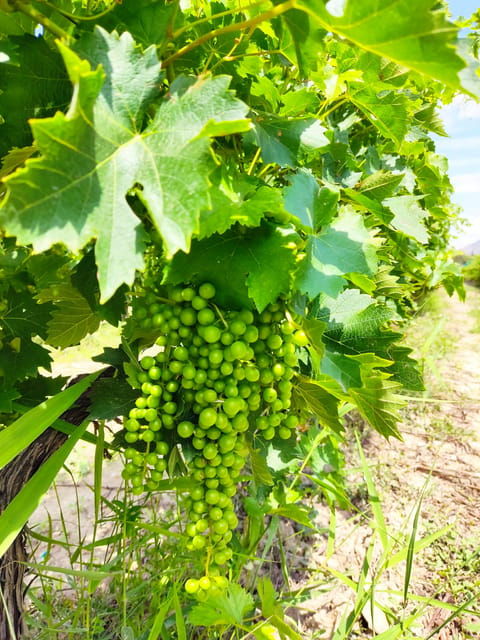 alicante-guided-tour-of-local-winery-wine-tasting