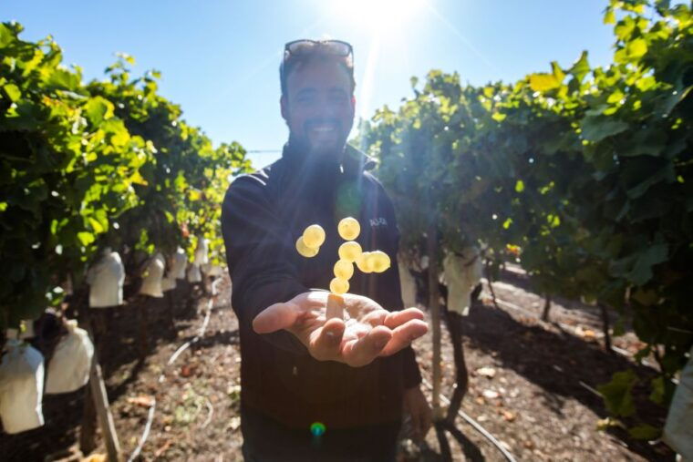 alicante-guided-tour-of-local-winery-wine-tasting
