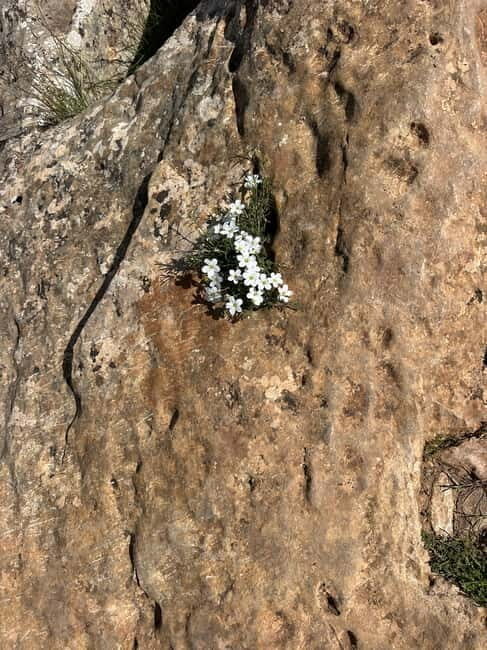 Alicante, Torrevieja Hiking Tour with Snacks - FAQ