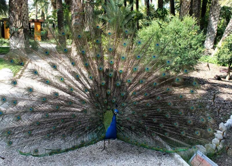 Alicante: UNESCO Heritage Palm grove + Artistic Garden Tour - FAQ