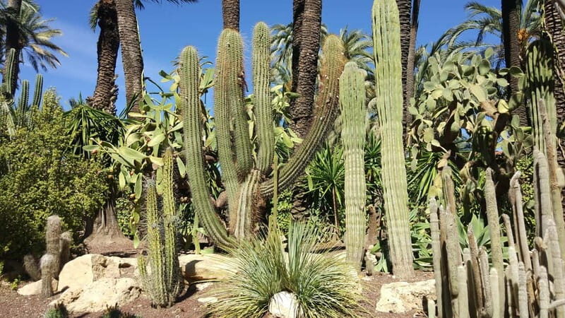 Alicante: UNESCO Heritage Palm grove & Artistic Garden Tour - Introducing the Alicante: UNESCO Heritage Palm Grove & Artistic Garden Tour