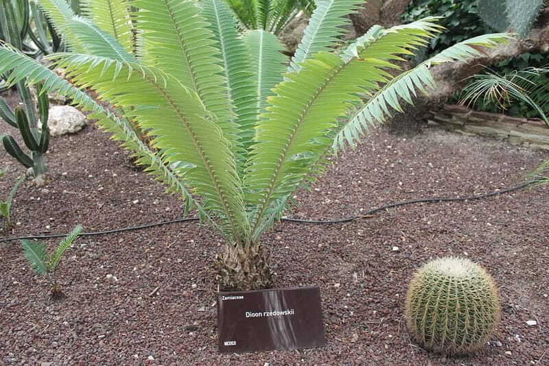 Alicante: UNESCO Heritage Palm grove & Artistic Garden Tour - Discovering Huerto del Cura Garden