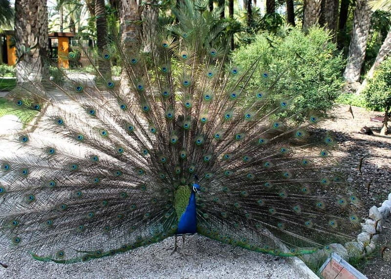 Alicante: UNESCO Heritage Palm grove & Artistic Garden Tour - The Sum Up