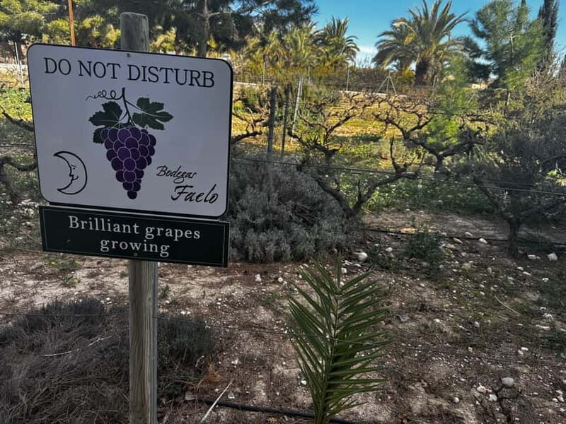 Alicante; Wine Tour Wineries, Food, and Transportation Included - Potential Drawbacks or Considerations