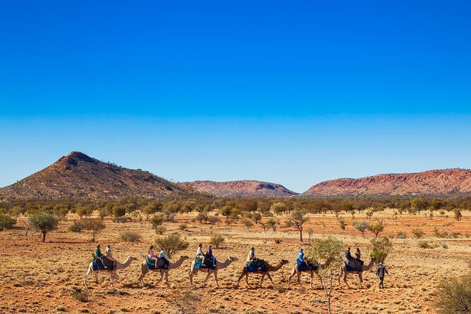 Alice Springs Camel Tour - An In-Depth Look at the Alice Springs Camel Tour