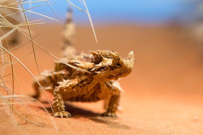 Alice Springs Desert Park General Entry Ticket - Who Will Love This Tour?