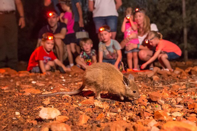 Alice Springs Desert Park Nocturnal Tour - Introduction