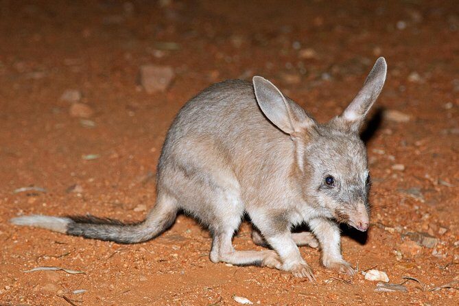 Alice Springs Desert Park Nocturnal Tour - Practical Details and Logistics