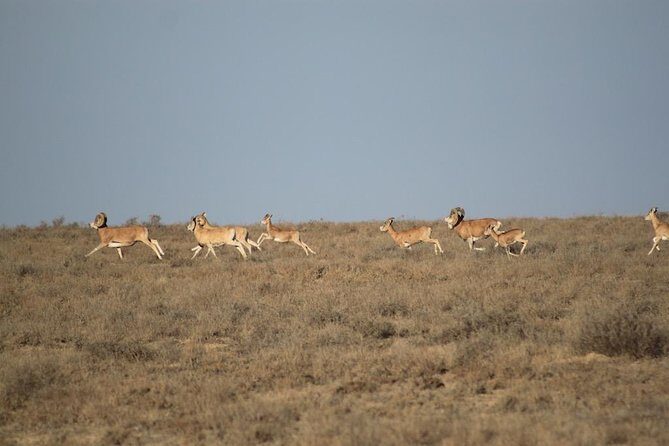 Alien landscapes of Mangistau with one of a kind Salty Hollow of Karyn Zharyk - Key Points