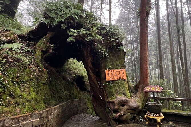 Alishan Day Tour from Kaohsiung (Incl. Park Entrance) - Value for Money and Who It’s Best For