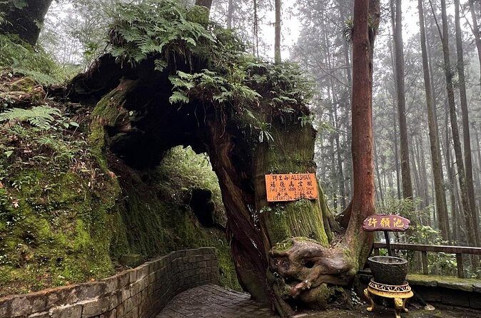 Alishan Day Tour from Kaohsiung (Incl. Park Entrance) - The Sum Up