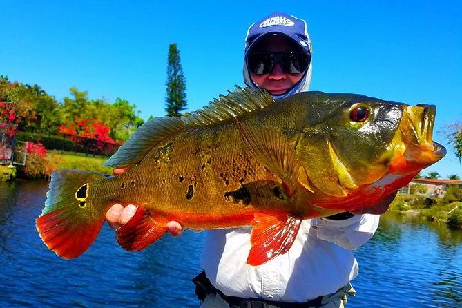 all-day-miami-peacock-bass-fishing-trip