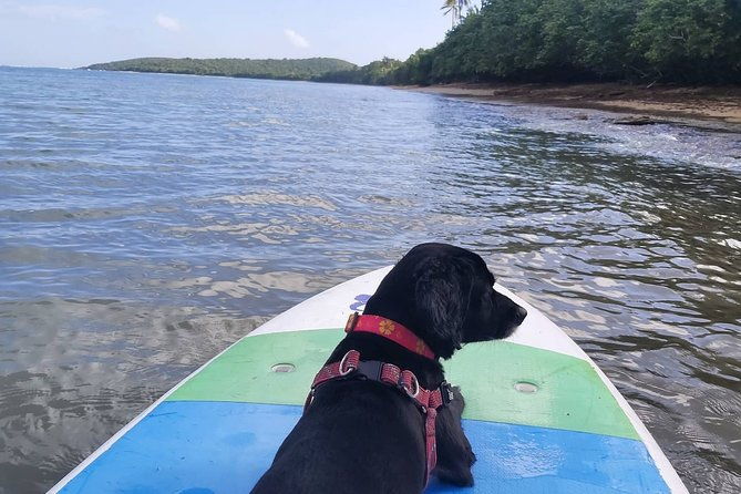 all-day-paddleboard-rental