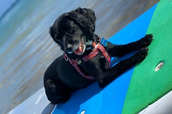 all-day-paddleboard-rental