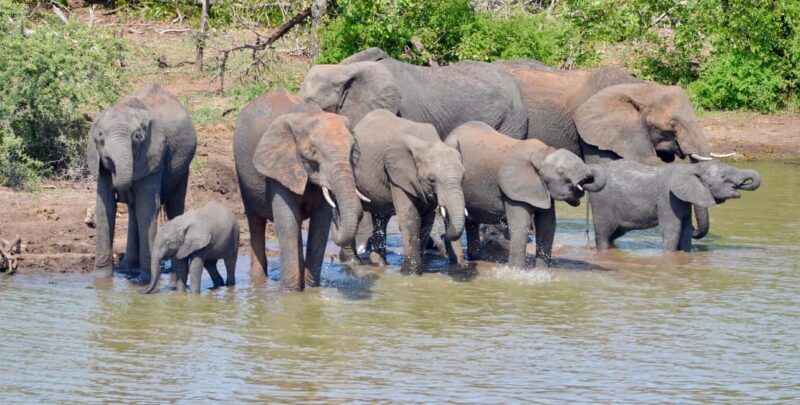 All incl. 4 Day Kruger South to Central from Johannesburg - Key Points