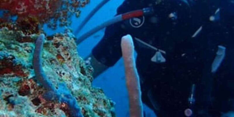 all-include-fun-dive-at-menjangan-island