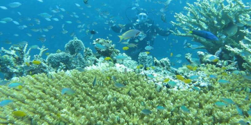 all-include-fun-dive-at-menjangan-island