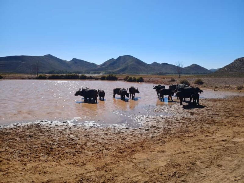 All inclusive 1 night Big Five Safari tour in from Cape Town - The value and who should consider this tour