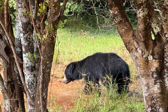 All inclusive 12 Hour Wilpattu National Park Safari - The Value of This Safari: Is It Worth It?