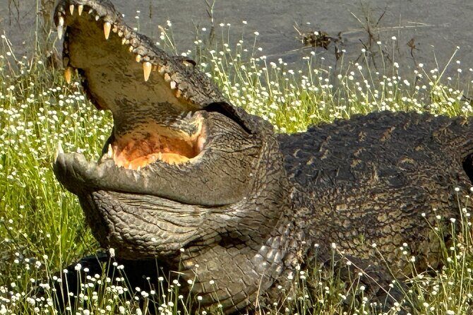 All inclusive 12 Hour Wilpattu National Park Safari - Who Is This Tour Best Suited For?