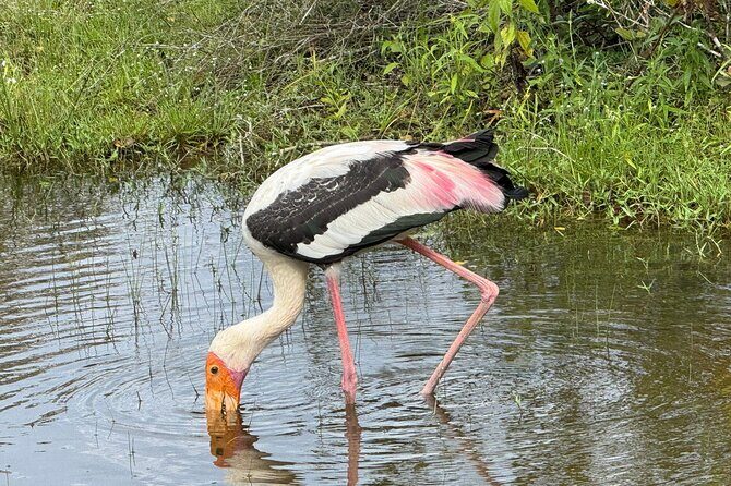 All inclusive 12 Hour Wilpattu National Park Safari - The Sum Up