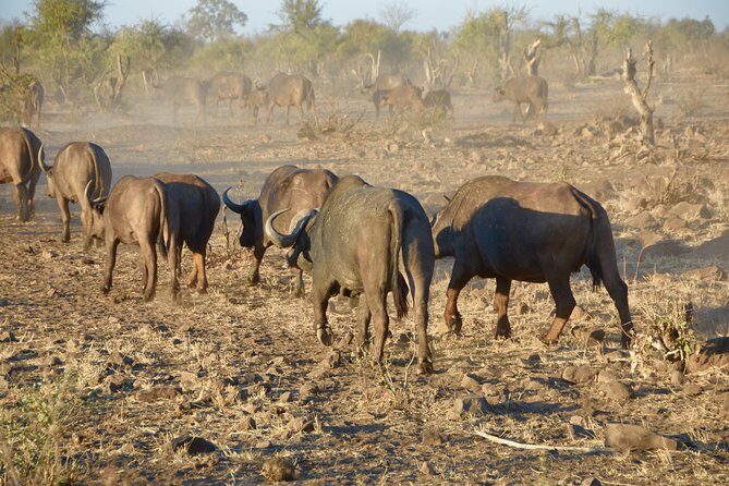 All Inclusive 2 Day Kruger Safari from Johannesburg - FAQ