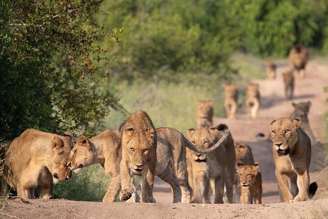 All Inclusive 2 Day Kruger Safari from Johannesburg - Final Thoughts