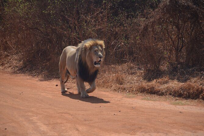 All Inclusive 2 Day Kruger Safari from Nelspruit - The Lodging Experience