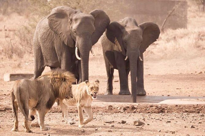 All Inclusive 3 Day Kruger Safari Adventure From Johannesburg - Considering the Reviews: What Are the Downsides?