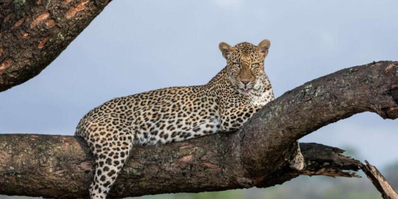 All Inclusive 3 Day Kruger Safari from Nelspruit - A Close Look at the 3-Day Kruger Safari