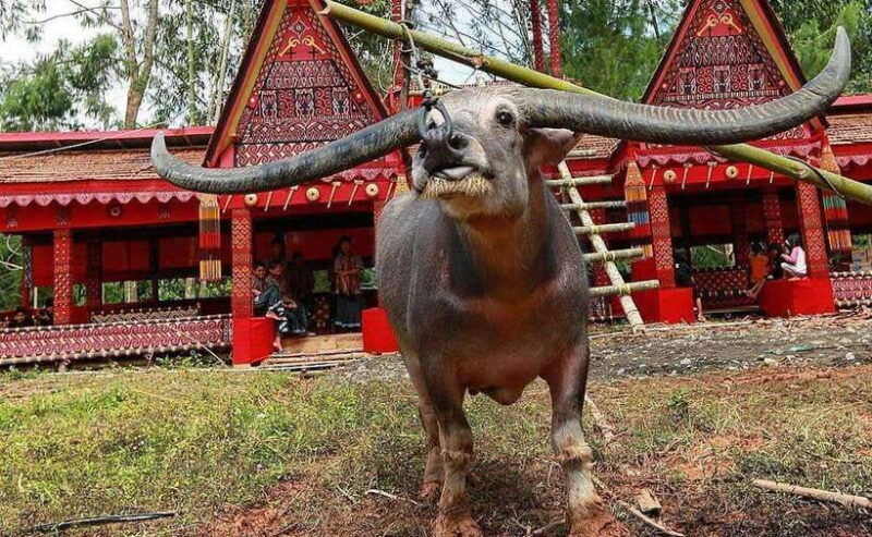 all-inclusive-3-day-toraja-highland-tour-from-makassar