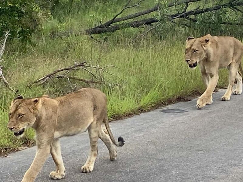 All inclusive 4 Day Kruger South to Central from Nelspruit - Why This Tour Offers Great Value