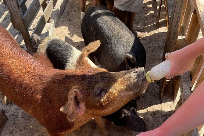 all-inclusive-4-hours-private-charter