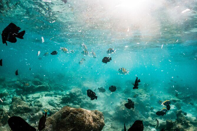 All Inclusive Bali Blue Lagoon and Tanjung Jepun Snorkeling - Who Will Love This Tour?