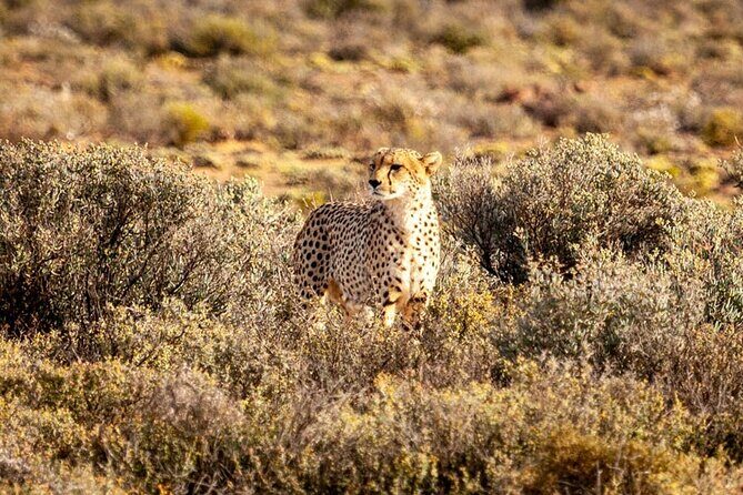 All inclusive Big 5 Aquila Safari Game Drive and Wine Experience - Key Points