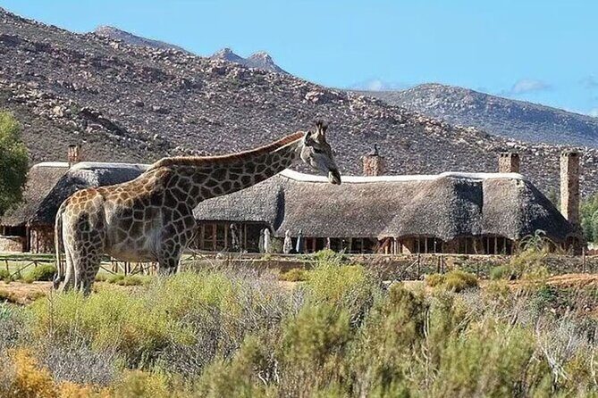 All inclusive Big 5 Aquila Safari Game Drive and Wine Experience - What the Reviews Say: Authentic Insights