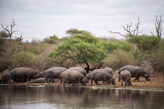All inclusive BIG 5 Kruger 2 Day Safari from Johannesburg - The Itinerary in Detail