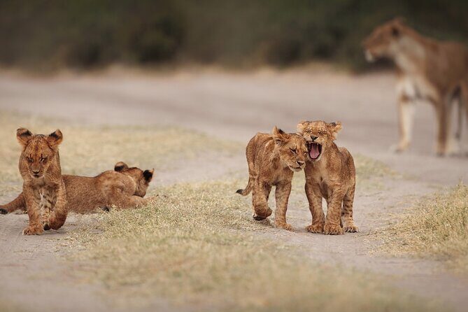 All inclusive BIG 5 Kruger 2 Day Safari from Johannesburg - The Real Experience: What Travelers Say