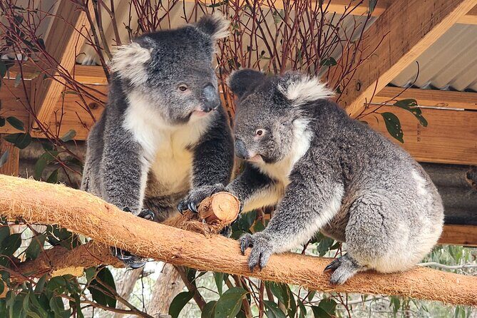 All-Inclusive Boutique 2 Day Kangaroo Island Tour - In-Depth Look at the Kangaroo Island Tour Experience