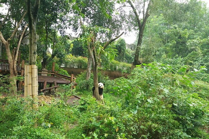 All-Inclusive Chengdu Highlight Panda Trip and Customizable Sites - Key Points
