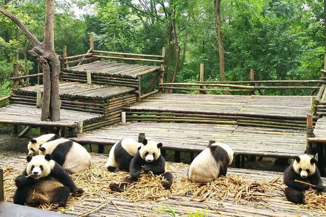 All-Inclusive Chengdu Highlight Panda Trip and Customizable Sites - Final Thoughts