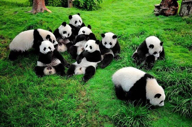 All Inclusive Chengdu Private Day Tour to Panda Breeding Base andCity Highlights - Chengdu Renmin Park: Relax and Experience Local Life