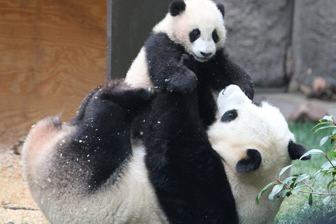 All-inclusive Day Tour: Mutianyu Great Wall & Beijing Panda Zoo with Local Lunch - Who Should Consider This Tour?