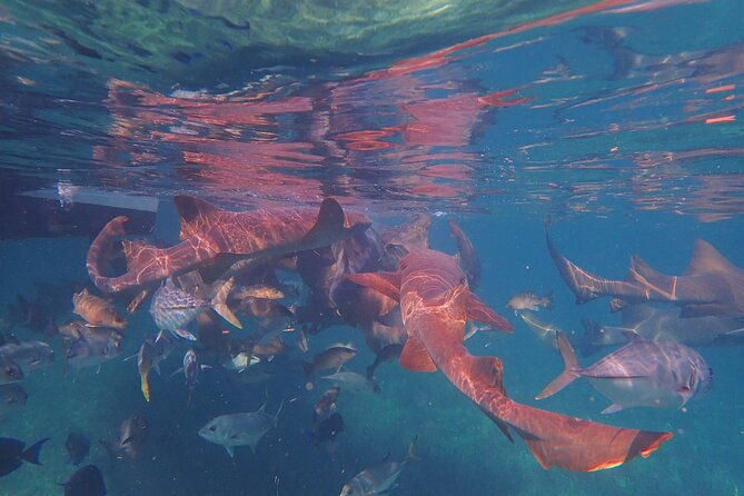 all-inclusive-full-day-hol-chan-snorkeling-tour