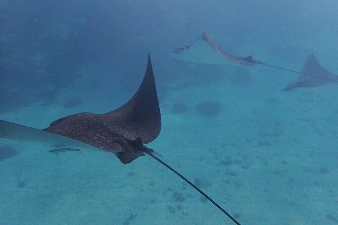 all-inclusive-full-day-hol-chan-snorkeling-tour