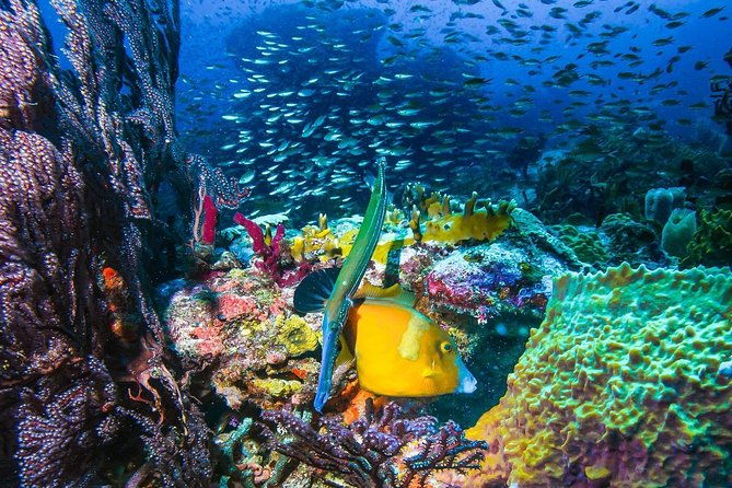 all-inclusive-full-day-snorkeling-sunset-cruise-with-boat-dogs