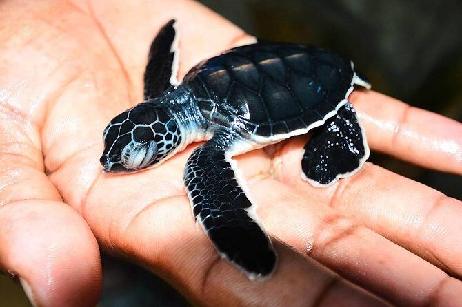 All Inclusive Galle Tour and Madu River Safari - Exploring Galle Fort: A UNESCO Heritage Site