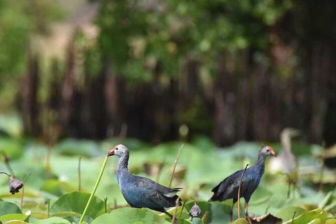 All Inclusive Half Day Private Safari at Bundala National Park - Why This Tour Offers Great Value